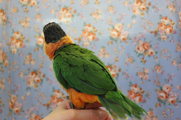 ズグロシロハラインコ