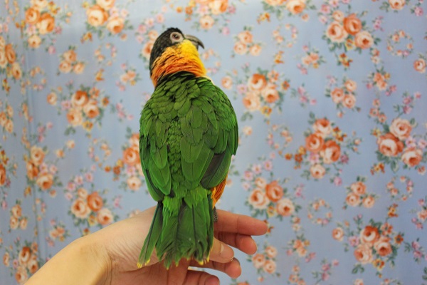 ズグロシロハラインコ