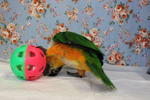 ズグロシロハラインコ