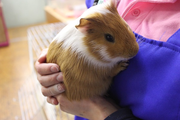 イングリッシュモルモット