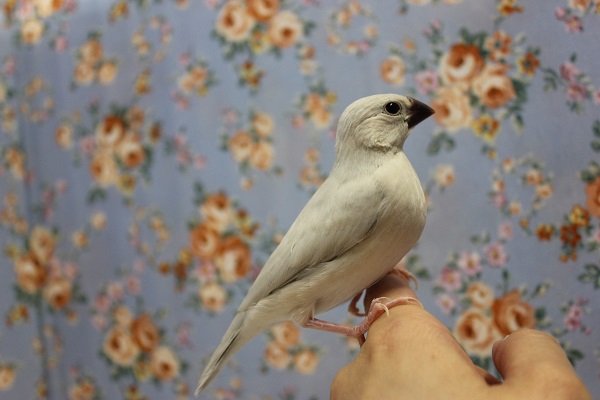 シルバー文鳥