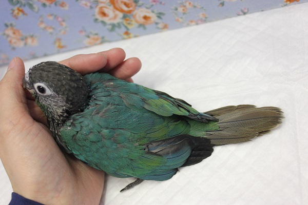 ホオミドリウロコインコ