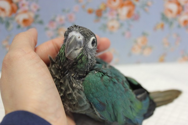 ホオミドリウロコインコ