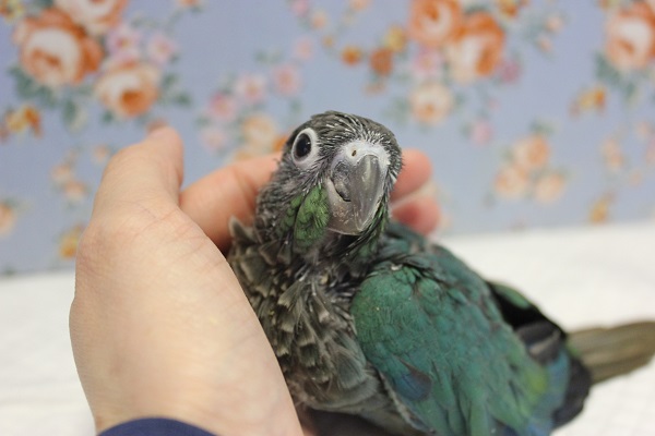 ホオミドリウロコインコ