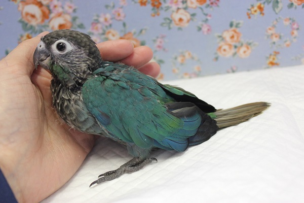 ホオミドリウロコインコ