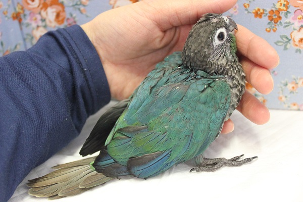 ホオミドリウロコインコ