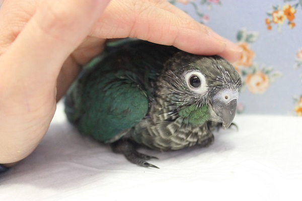 ホオミドリウロコインコ