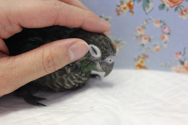 ホオミドリウロコインコ