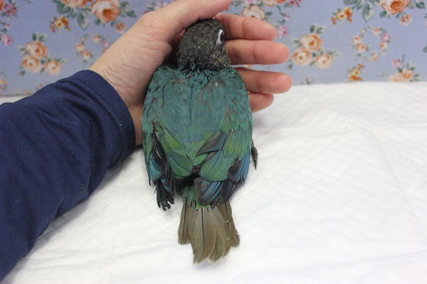 ホオミドリウロコインコ