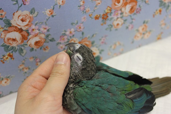 ホオミドリウロコインコ