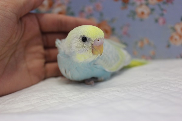 ピヨピヨ天使💙手乗りセキセイインコ(パステルレインボースパングル) セキセイインコ