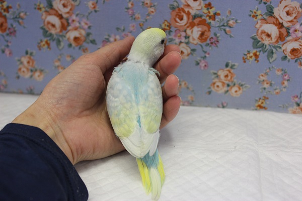 ピヨピヨ天使💙手乗りセキセイインコ(パステルレインボースパングル) セキセイインコ