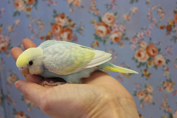 ピヨピヨ天使💙手乗りセキセイインコ(パステルレインボースパングル) セキセイインコ