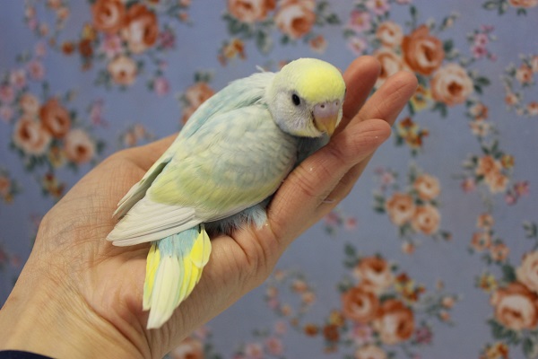 ピヨピヨ天使💙手乗りセキセイインコ(パステルレインボースパングル) セキセイインコ