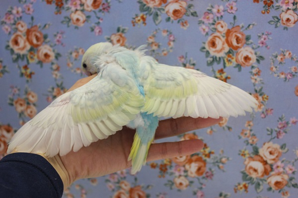 ピヨピヨ天使💙手乗りセキセイインコ(パステルレインボースパングル) セキセイインコ