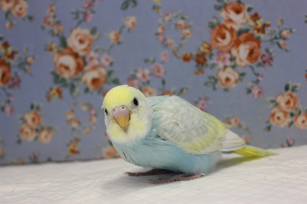 ピヨピヨ天使💙手乗りセキセイインコ(パステルレインボースパングル) セキセイインコ