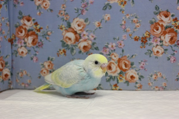ピヨピヨ天使💙手乗りセキセイインコ(パステルレインボースパングル) セキセイインコ