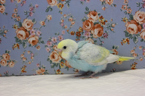 ピヨピヨ天使💙手乗りセキセイインコ(パステルレインボースパングル) セキセイインコ