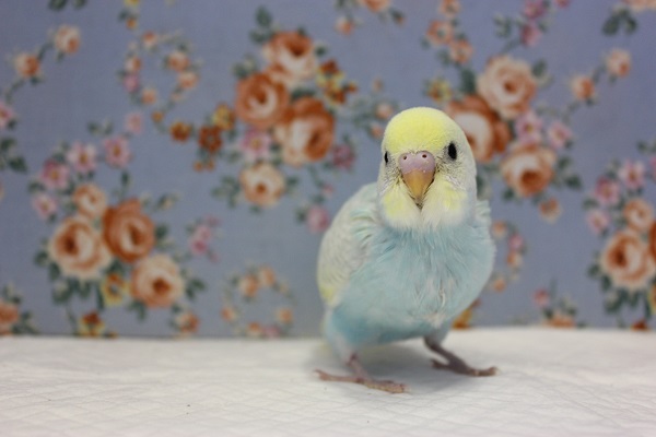 ピヨピヨ天使💙手乗りセキセイインコ(パステルレインボースパングル) セキセイインコ