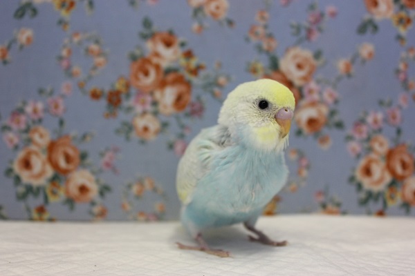 ピヨピヨ天使💙手乗りセキセイインコ(パステルレインボースパングル) セキセイインコ