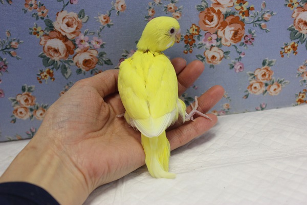 セキセイインコ