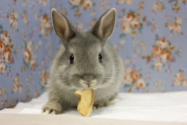 ドワーフラビット