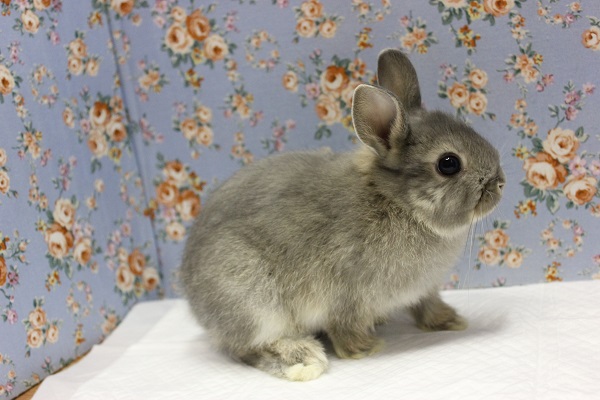 ドワーフラビット