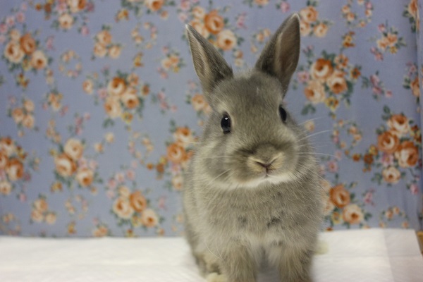 ドワーフラビット