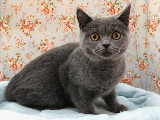 ブリティッシュショートヘア