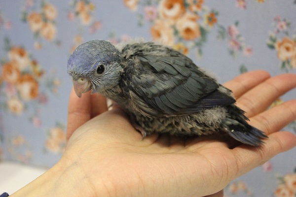 静かな優しさ💙サザナミインコ(ブルー)🌊 サザナミインコ