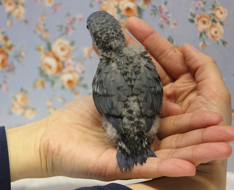 静かな優しさ💙サザナミインコ(ブルー)🌊 サザナミインコ