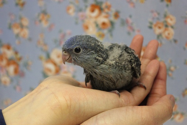 静かな優しさ💙サザナミインコ(ブルー)🌊 サザナミインコ