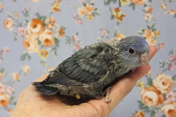 静かな優しさ💙サザナミインコ(ブルー)🌊 サザナミインコ