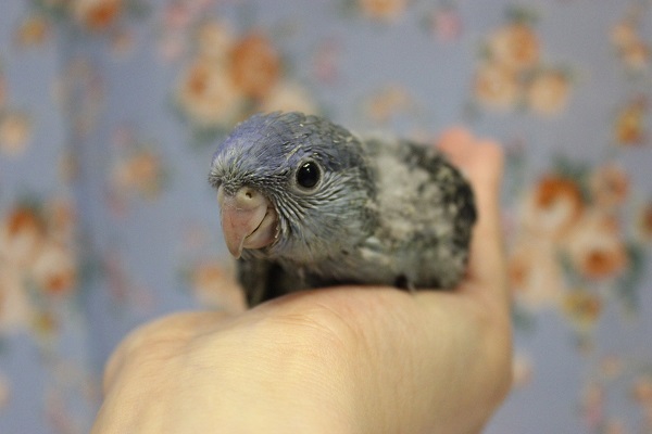 静かな優しさ💙サザナミインコ(ブルー)🌊 サザナミインコ