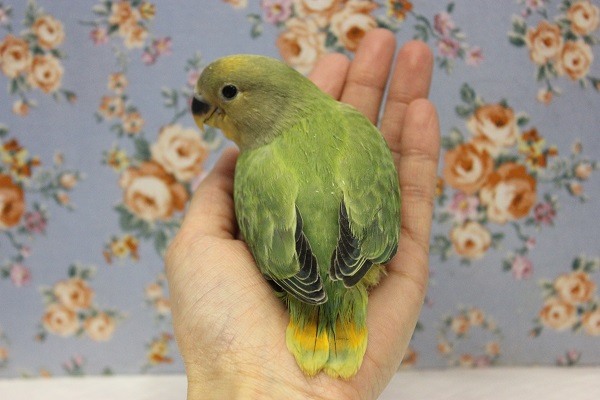 コザクラインコ（小桜インコ）