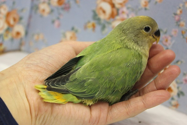 コザクラインコ（小桜インコ）
