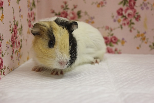 イングリッシュモルモット