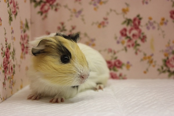 イングリッシュモルモット