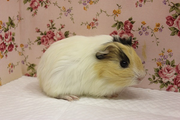 イングリッシュモルモット
