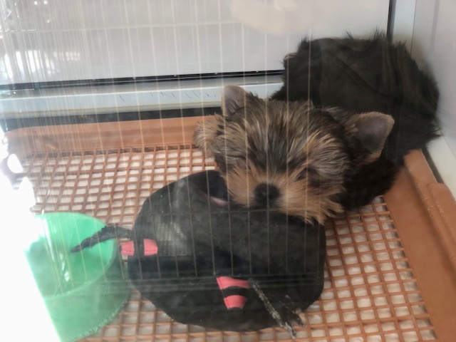 ヨークシャテリア