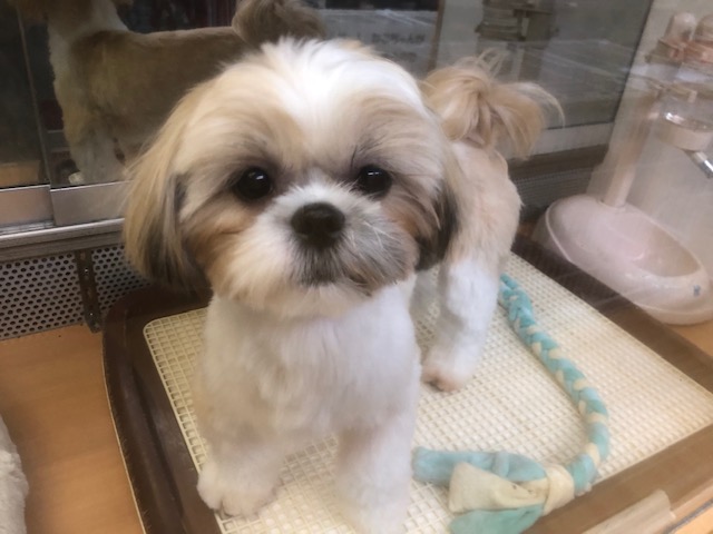 お膝にダイブ!はつらつシーズーちゃんいるよ! シーズー