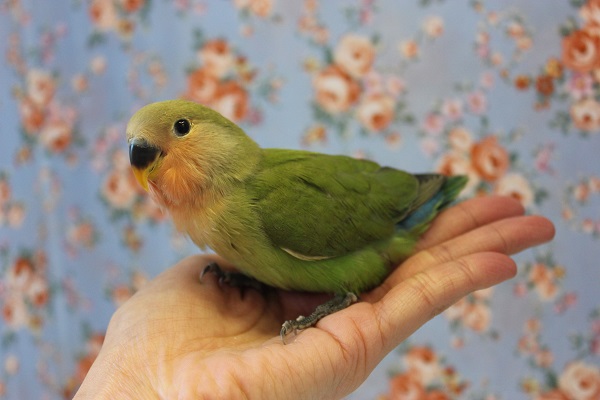 コザクラインコ（小桜インコ）