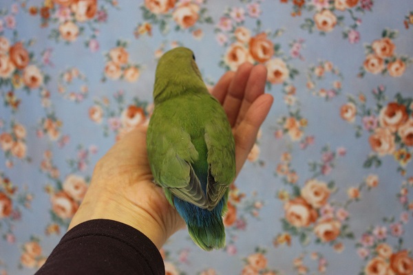 コザクラインコ（小桜インコ）