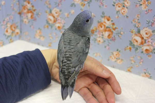 静かな優しさ💙サザナミインコ(ブルー)🌊 サザナミインコ