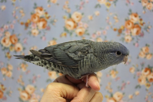 静かな優しさ💙サザナミインコ(ブルー)🌊 サザナミインコ