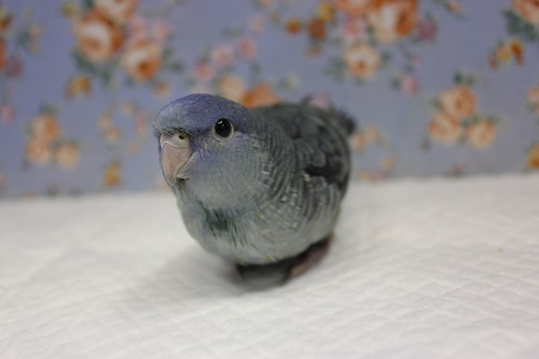 静かな優しさ💙サザナミインコ(ブルー)🌊 サザナミインコ