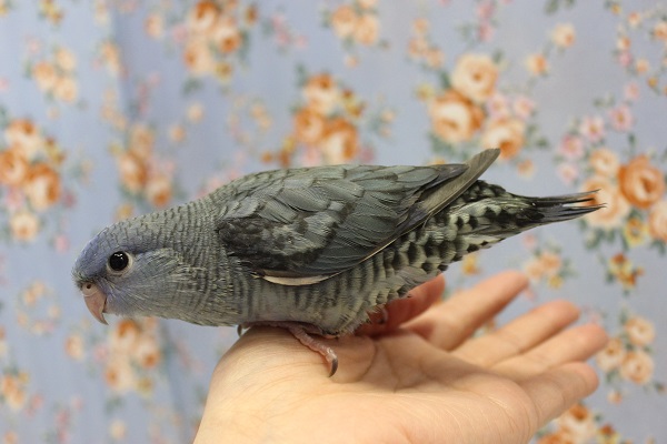 静かな優しさ💙サザナミインコ(ブルー)🌊 サザナミインコ