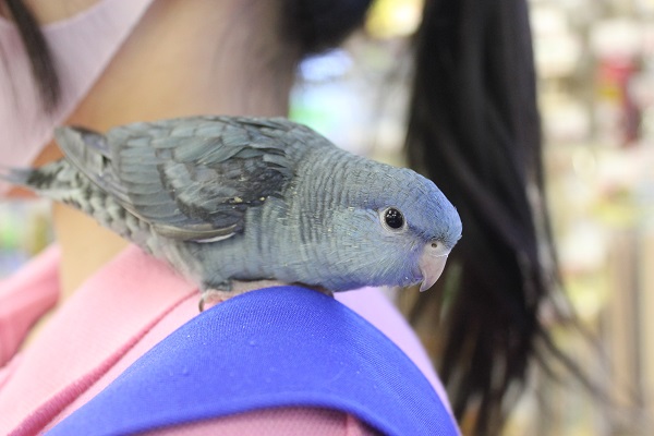 静かな優しさ💙サザナミインコ(ブルー)🌊 サザナミインコ