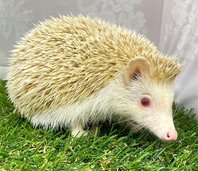 ハリネズミ（ヨツユビハリネズミ）