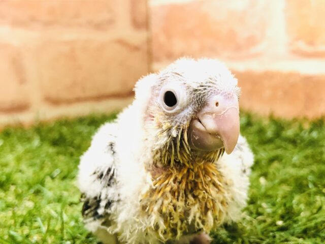 ホオミドリウロコインコ